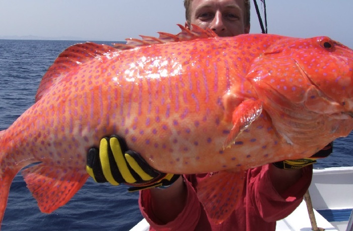 Hurghada Fishing Charters