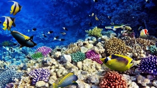 Private transfer from Cairo to El Gouna Hotels