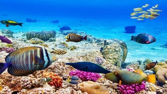 Private transfer from Cairo to El Gouna Hotels